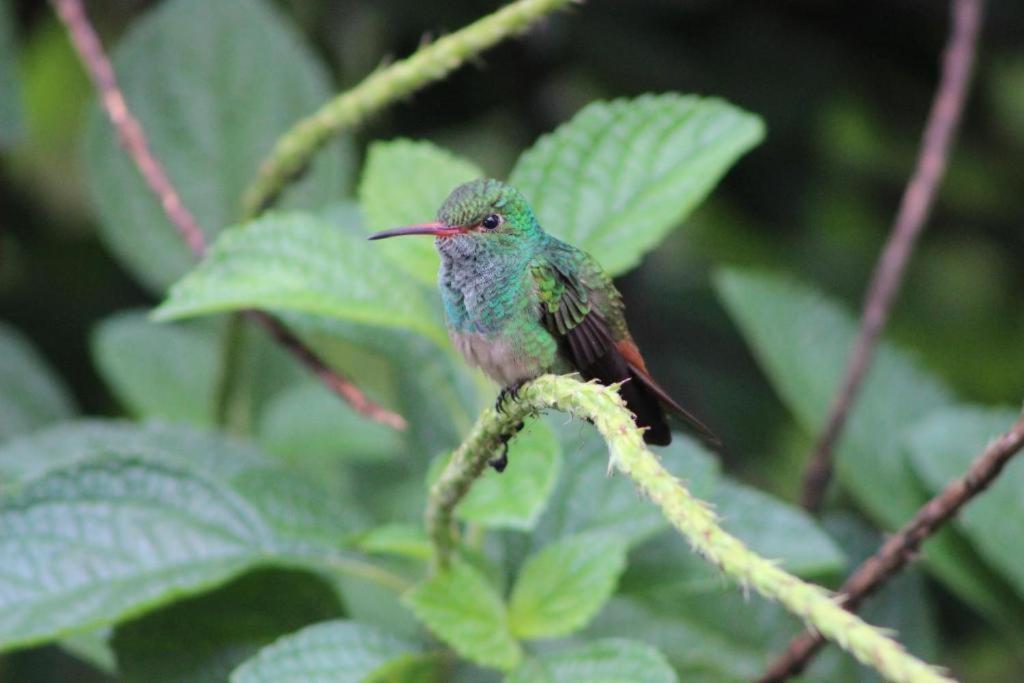 Hotel Vista Del Cerro La Fortuna المظهر الخارجي الصورة